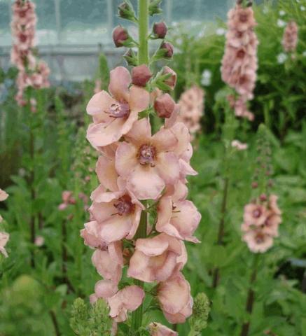 Verbascum hybride 'Cotswold Queen'
