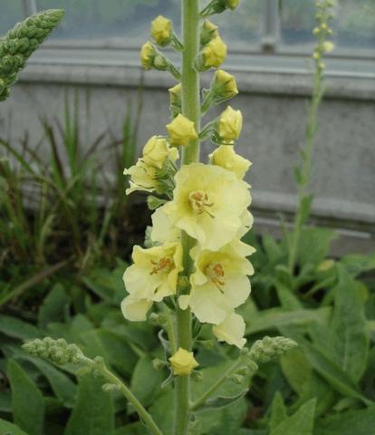 Verbascum hybride 'Gainsborough'