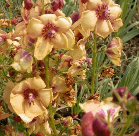 Verbascum hybride 'Jackie'