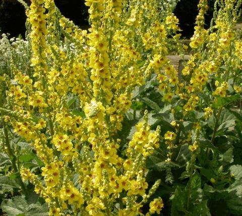 Verbascum nigrum