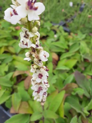 Verbascum nigrum 'Album'