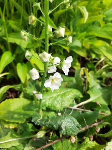 Verbascum phoenicum 'Flush of White'