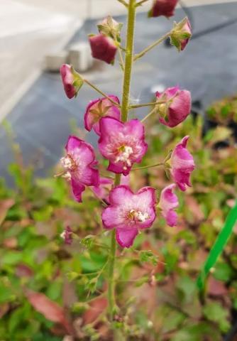 Verbascum phoenicum 'Rosetta'