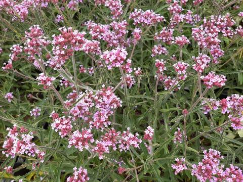 Verbena bonariensis 'Lollipop' ®