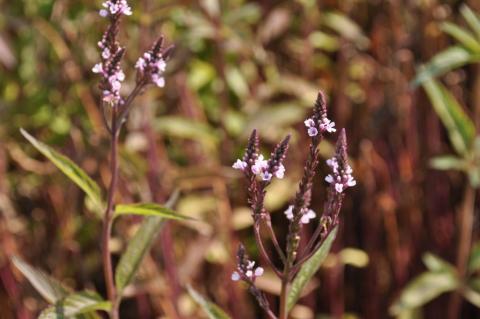 Verbena hastata 'Pink Spires'