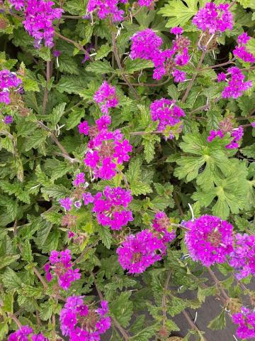 Verbena hybride 'Homestead Purple'