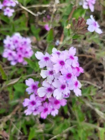 Verbena hybride 'Seabroook's Lavender'