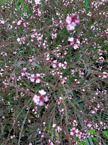 Verbena officinalis 'Bampton'