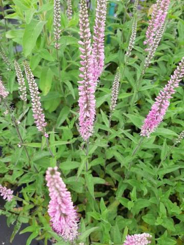 Veronica longifolia 'Pink Damask'