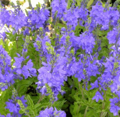 Veronica austriaca 'Knallblau'