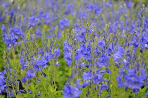 Veronica austriaca 'Royal Blue'