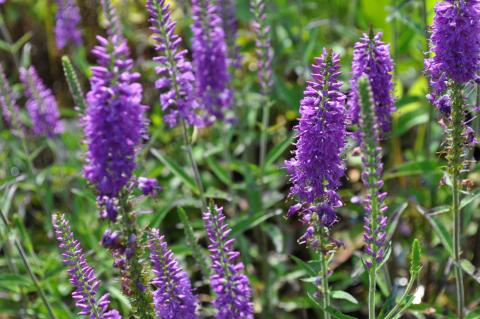 Veronica hybride 'Eveline' ®