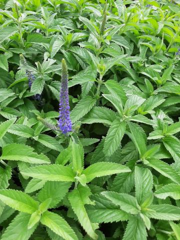 Veronica longifolia 'Blauriesin'