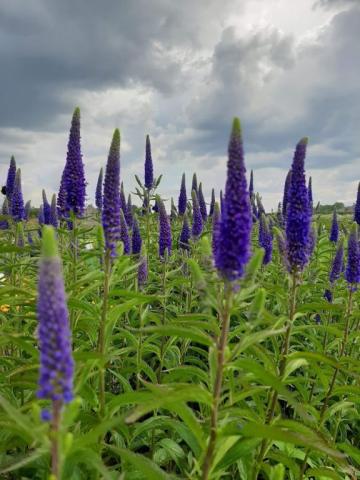 Veronica hybride 'First Glory'