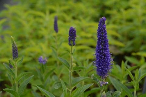 Veronica longifolia 'Marietta'