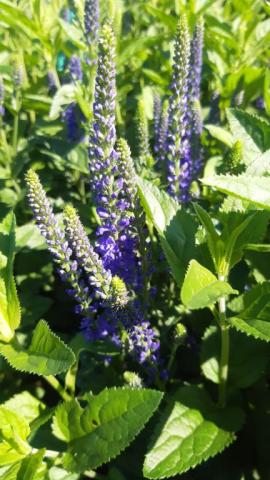 Veronica longifolia 'Marietta'