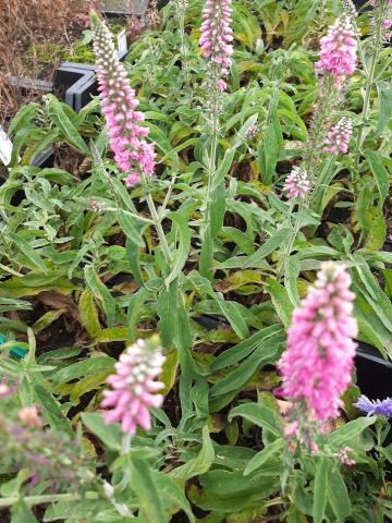 Veronica longifolia 'Pink Eveline'