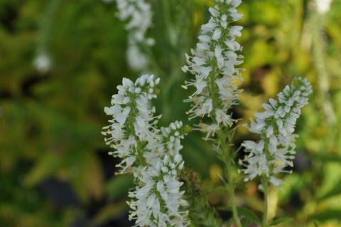 Veronica longifolia 'Schneeriesin'