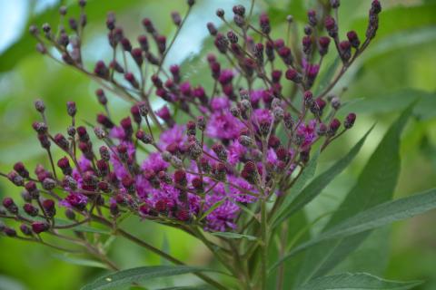 Vernonia crinita 'Mammuth'