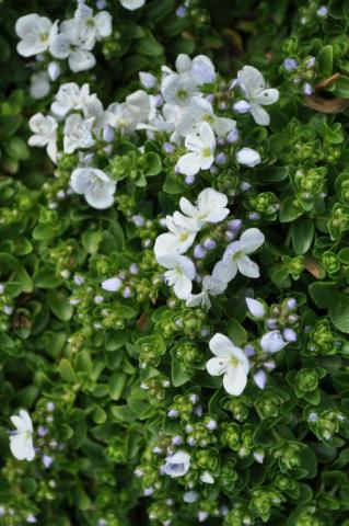 Veronica repens