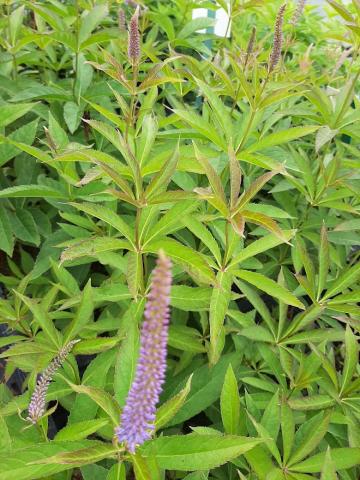 Veronicastrum sibiricum 'Amethyst'