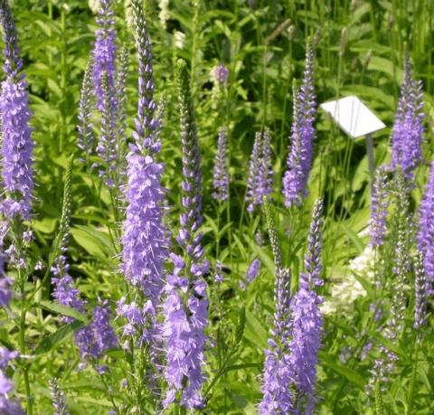 Veronica spicata