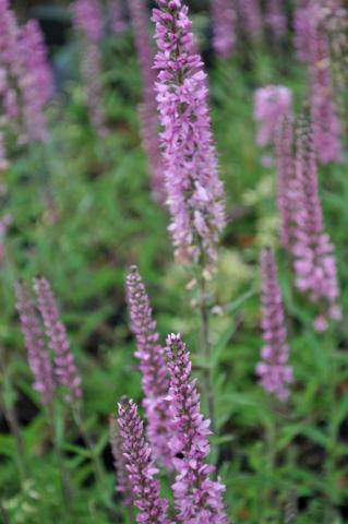 Veronica spicata 'Barcarolle'