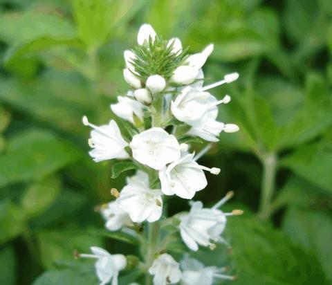 Veronica spicata 'Icicle'