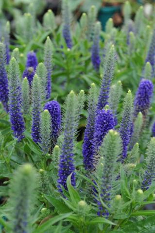 Veronica spicata 'Royal Candles' ®