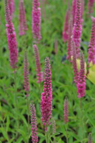 Veronica spicata 'Rotfuchs'