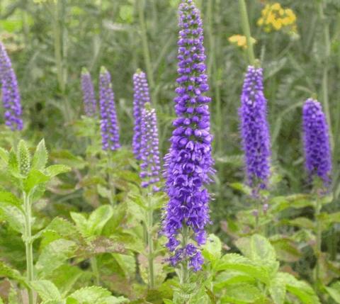 Veronica spicata 'Sunny Border Blue'