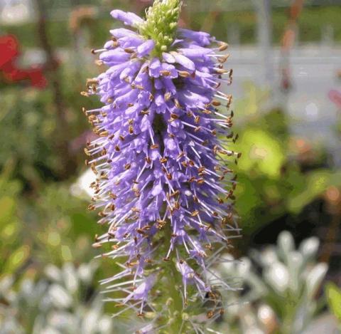 Veronicastrum virginicum 'Apollo'
