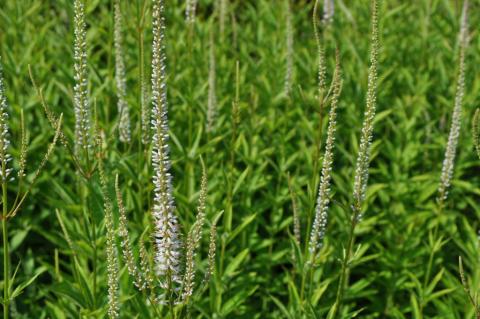 Veronicastrum virginicum 'Diana'