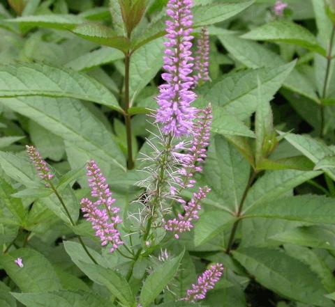 Veronicastrum virginicum 'Fascination'