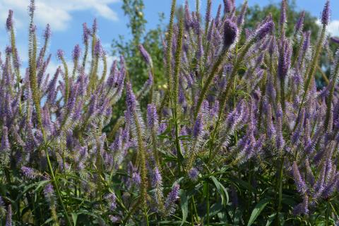 Veronicastrum virginicum 'Fascination'