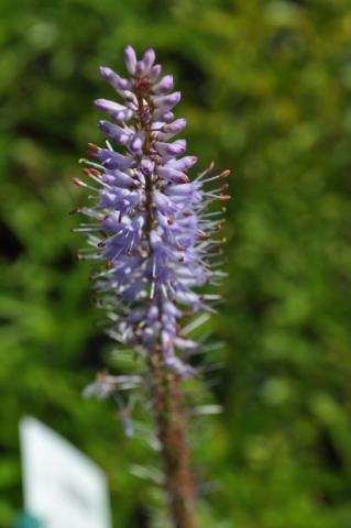 Veronicastrum virginicum 'Lavenderturm'