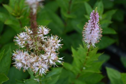 Veronicastrum virginicum 'Pink Glow'