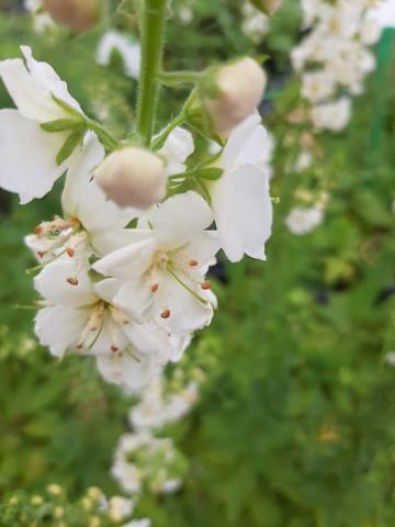 Verbascum hybride 'White Domino'