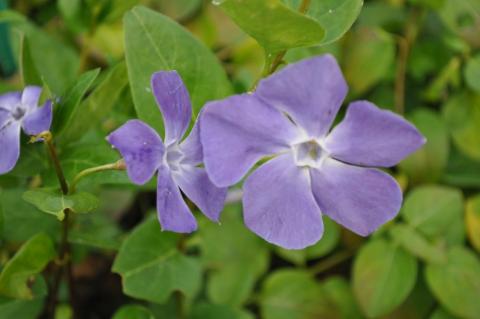 Vinca major