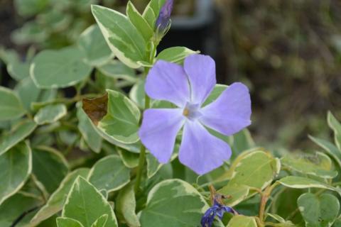 Vinca major 'Variegata'