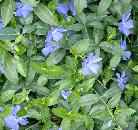 Vinca minor