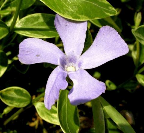 Vinca minor 'Argenteovariegata'