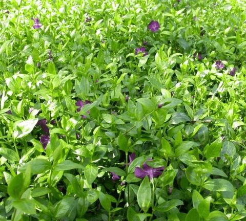 Vinca minor 'Atropurpureum'