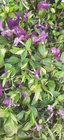 Vinca minor 'Atropurpureum'