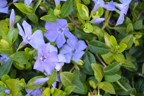 Vinca minor 'Bowles Variety'