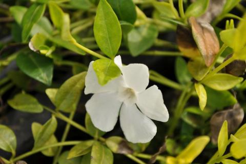 Vinca minor 'Elisa' ®