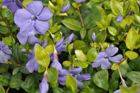 Vinca minor 'Flower Power'