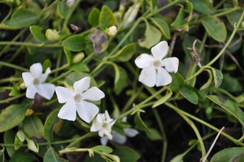 Vinca minor 'Gertrude Jeckyll'