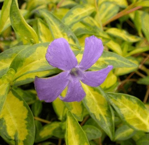 Vinca minor 'Illumination'