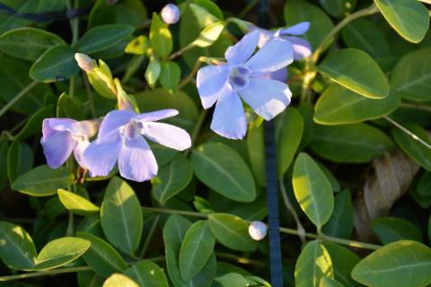 Vinca minor 'Josefine' ®